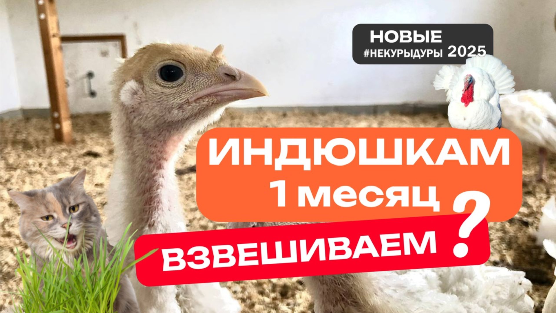 Содержание индюков в домашних условиях. Серия 2