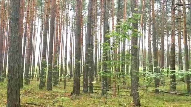 Тайга. Музыка Сергея Чекалина. Taiga. Music by Sergei Chekalin. смотреть онлайн
