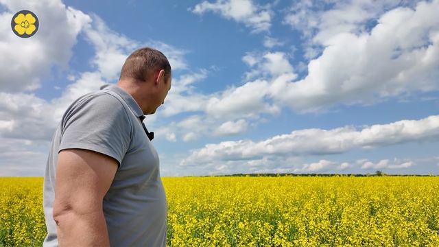 Яровой рапс. Середина цветения. смотреть онлайн