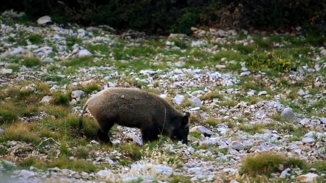 🐗 Кабаны смотреть онлайн