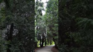 Ботанический сад. Санкт-Петербург. 1