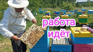 Пчёлы Бакфаст на пасеке в июне! Пчеловодство Владимирской области!