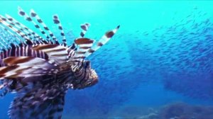 Движение. Сергей Чекалин