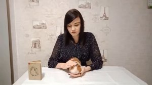 Почему морских свинок называют морскими?