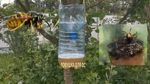 Ловушка для ос из подручных материалов, которая прослужит вам не один год. #осы  #ловушка_для_ос