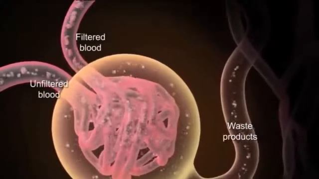 ЧТО БУДЕТ ЕСЛИ ПИТЬ ПИВО КАЖДЫЙ ДЕНЬ смотреть онлайн