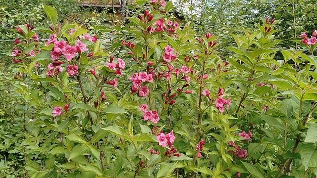 Зацвела Вейгела в нашем саду 2025 смотреть онлайн