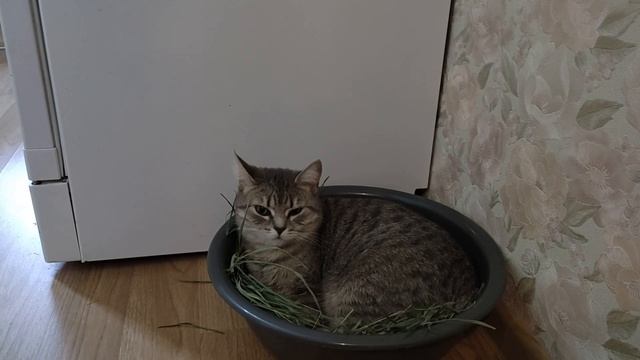 Барса любит принимать воздушные фито ванны смотреть онлайн