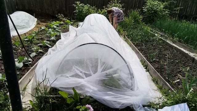 Спасаю клубнику. Нашествие на моем участке. Отличный способ. смотреть онлайн