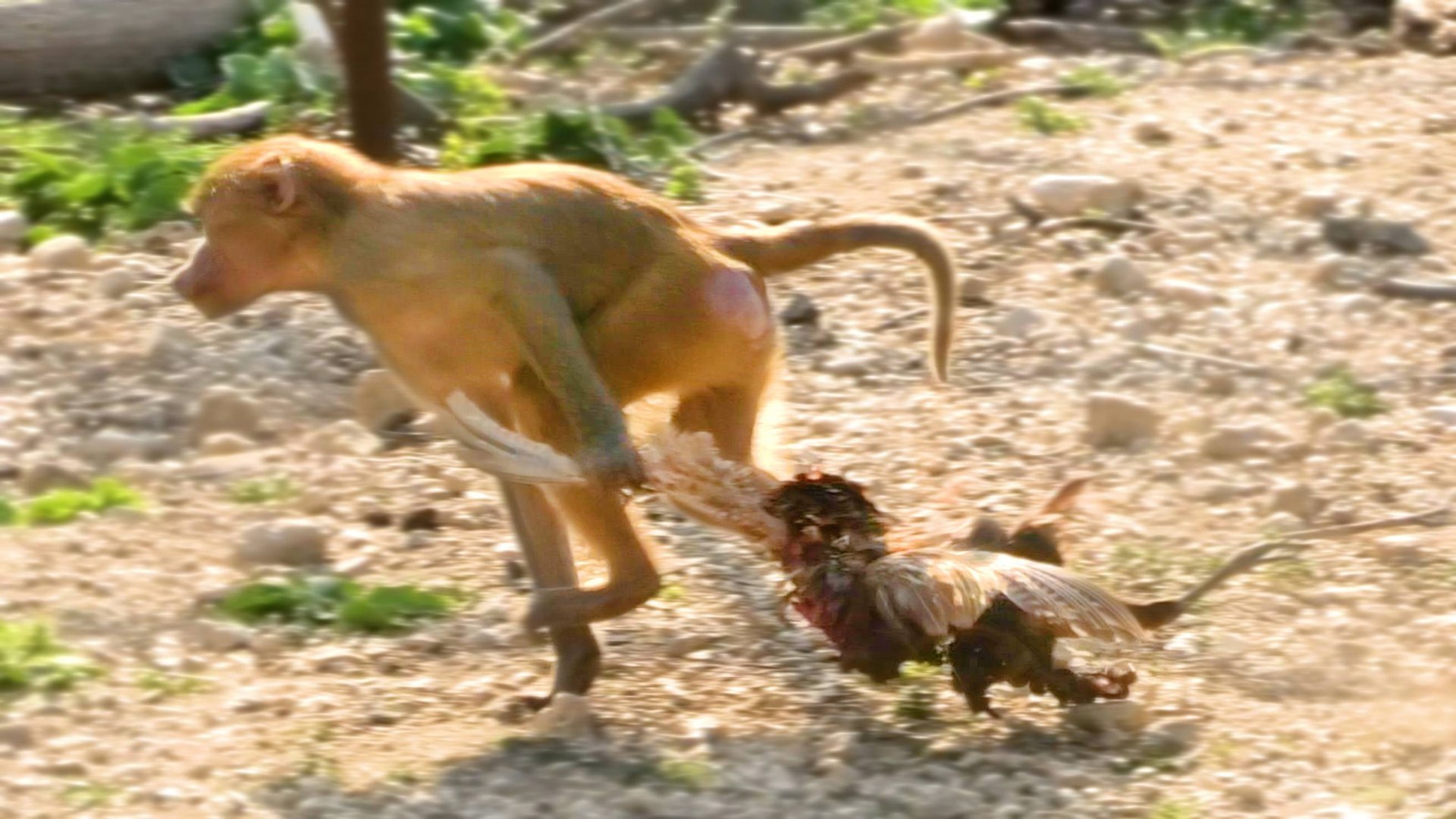 Вкусный ФАЗАН! В ДОМ2 НАСТОЯЩИЕ ОХОТНИКИ! Хуанита поймала ДИЧЬ и позвала всех на семейный ужин! смотреть онлайн