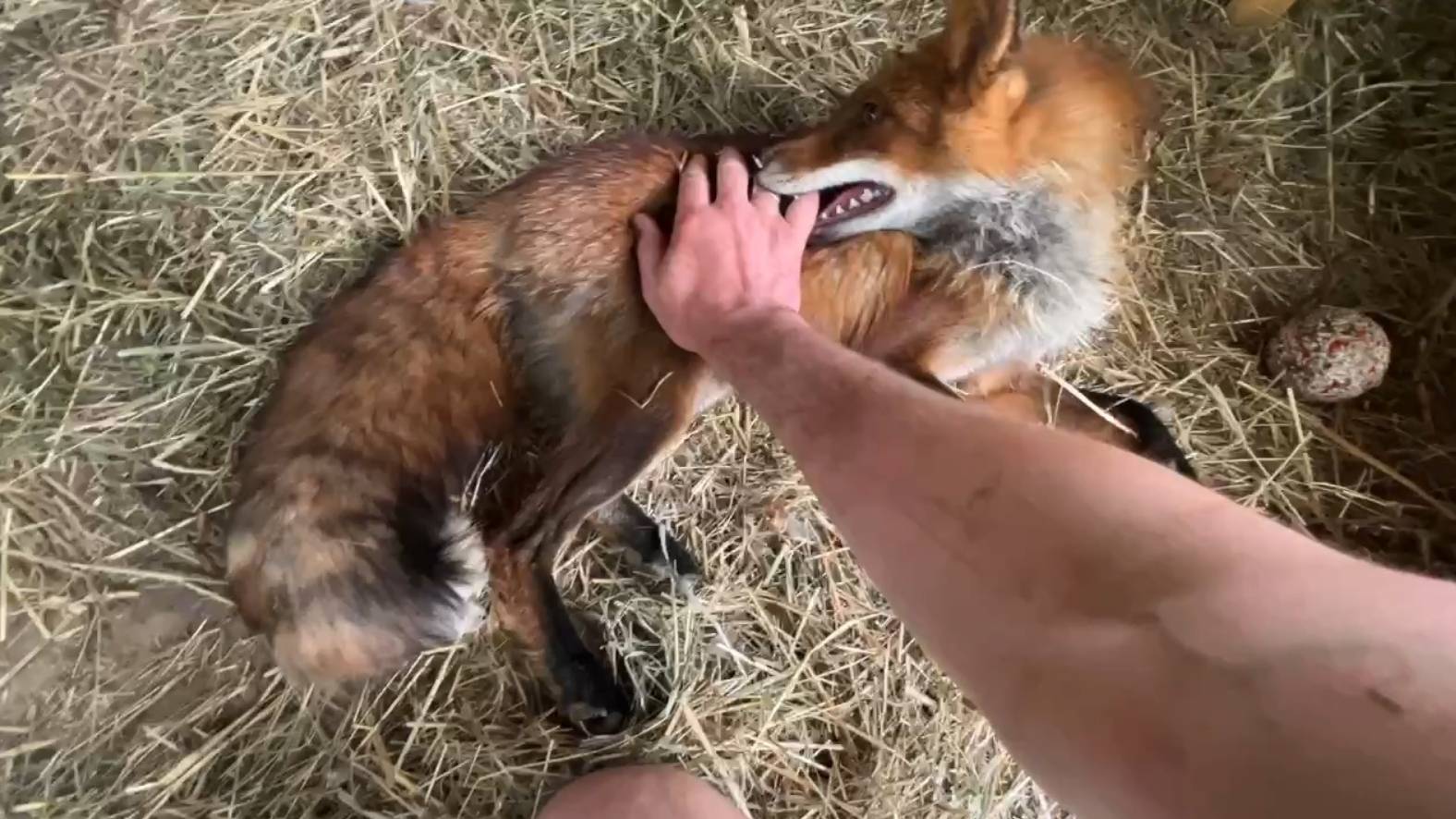 Лиса-Алиса. Лис Игнис - чемпион во всех играх смотреть онлайн