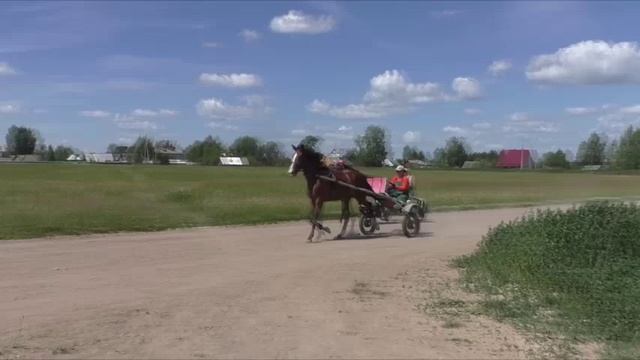 Кони. Сергей Чекалин. Horses. Sergei Chekalin. смотреть онлайн