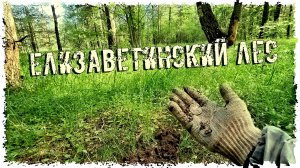 ПОИСКИ КЛАДОВ "ЕЛИЗАВЕТИНСКИЙ ЛЕС"