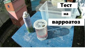 Сколько клещей в пчелиной семье ?