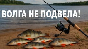 Волга не подвела! Отличный клёв окуня на спиннинг