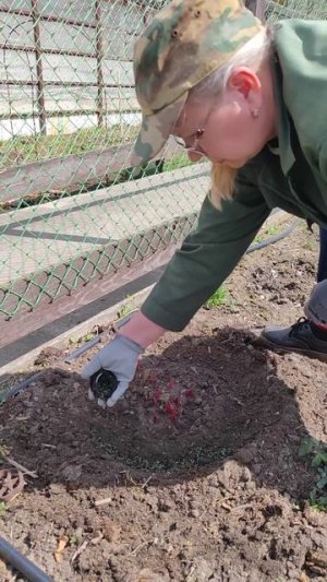 Теперь кустодержатели для пионов ржавеют без дела (уход за пионами).