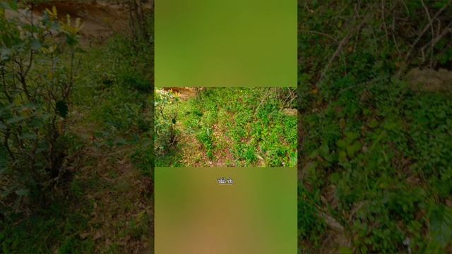 Зубанчинские Джунгли