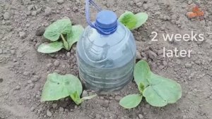 Как сделать простейший капельный полив из пластиковой бутыли.