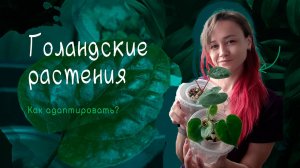 Как адаптировать голландские растения к комнатным условиям? Главные герои видео Кларинервиум, Сирих