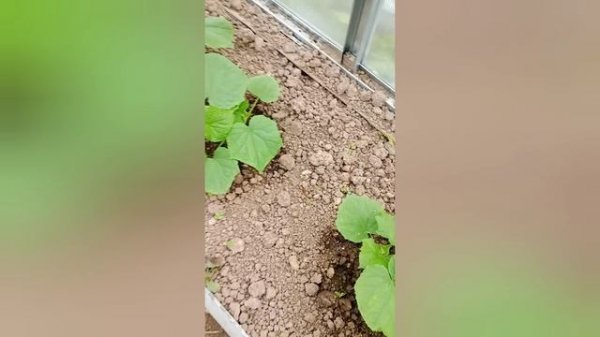 Спустя месяц.