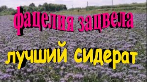 Фацелия зацвела. Лучший сидерат пора косить
