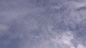 Курские голуби 19 июня 2025 г.