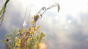 Кое-что о страсти сластолюбия. Часть 5