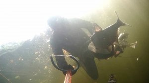 Подводная охота Хороший прозрак Отличный улов на малой реке с арбалетом