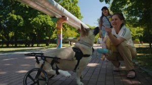 Мягкие Лапки #10