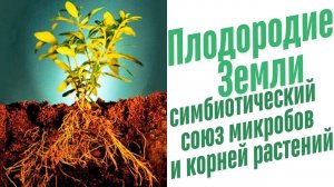 Влияние микроорганизмов на растения.