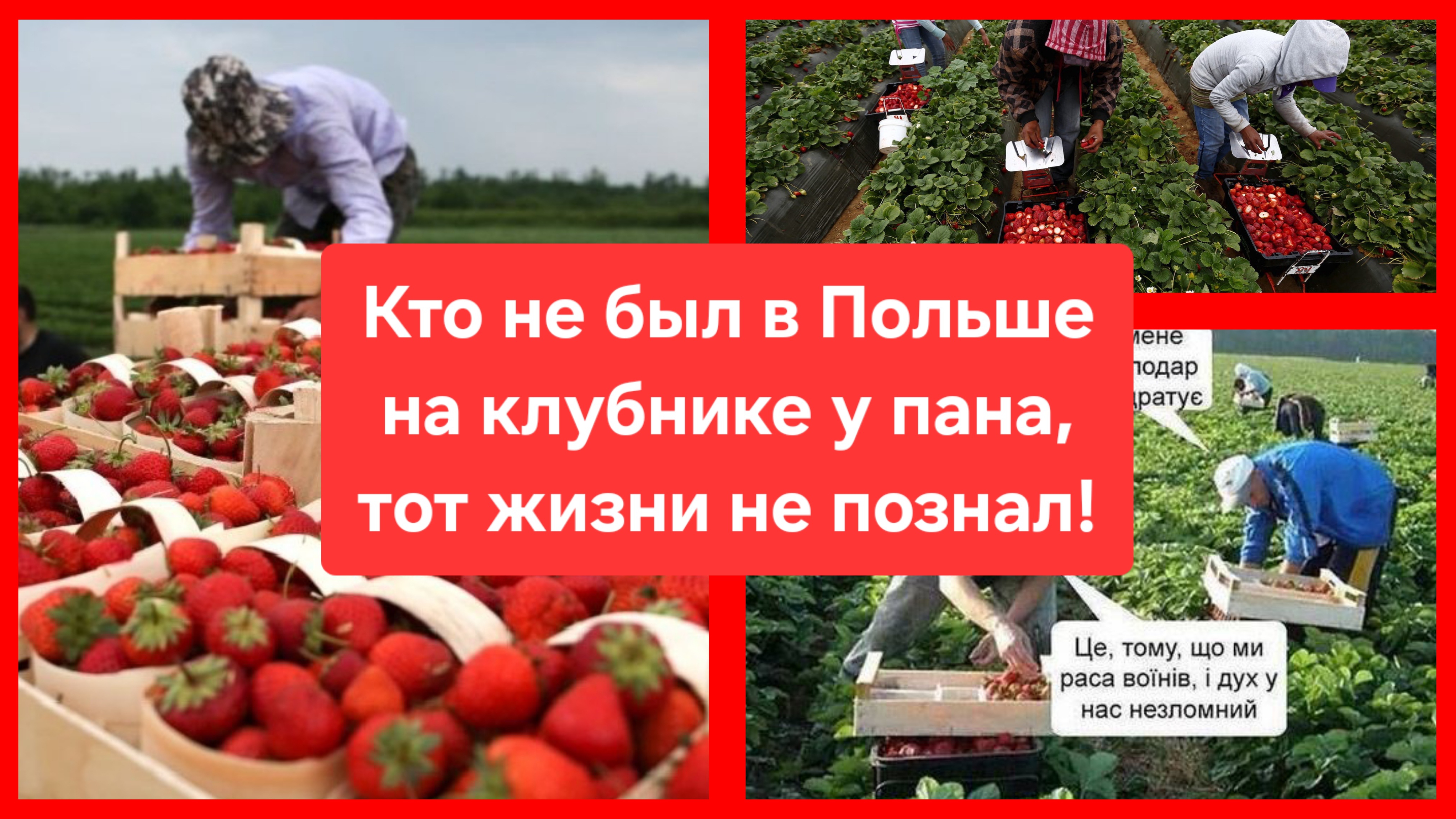 Кто не был в Польше на клубнике у пана, тот жизни не познал!😁 смотреть онлайн