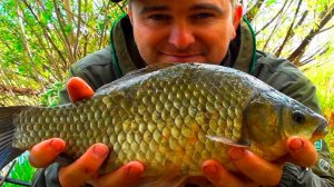 ЩУКИ ОТБИРАЮТ У МЕНЯ РЫБУ!!! ЛОВЛЮ КАРАСЯ В КУСТАХ НА УДОЧКУ!!!