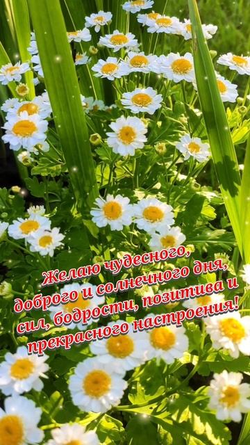 хорошего дня смотреть онлайн