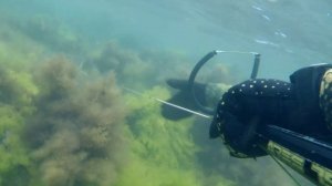 Лобан / Подводная охота