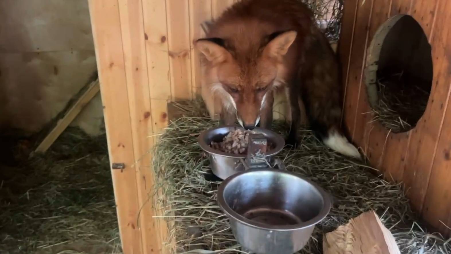 Лиса-Алиса. Сытный обед лиса Игниса смотреть онлайн