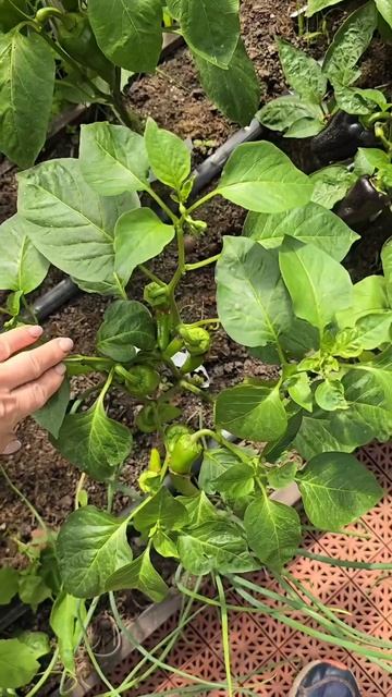 Советы по формированию перцев и баклажанов для богатого урожая смотреть онлайн