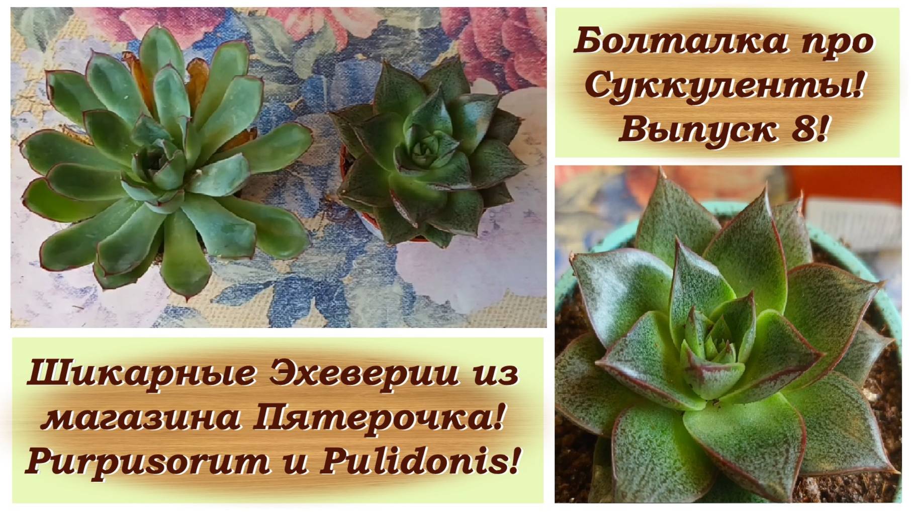Болталка про Суккуленты! Выпуск 8! Шикарные Эхеверии из магазина Пятерочка! Purpusorum и Pulidonis!