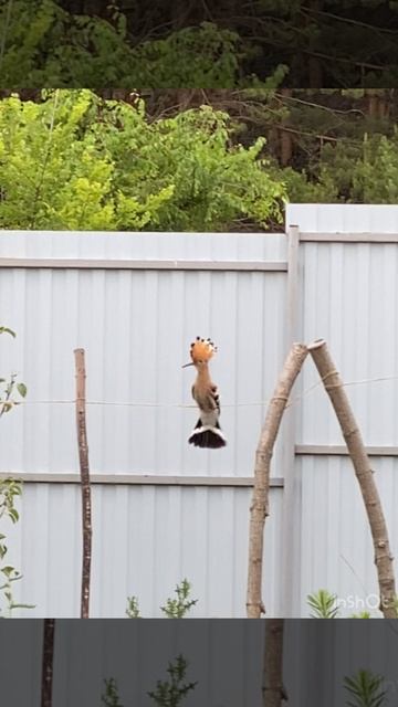 УДОД НА ЛЕСНОМ ХУТОРЕ Острогожский район смотреть онлайн