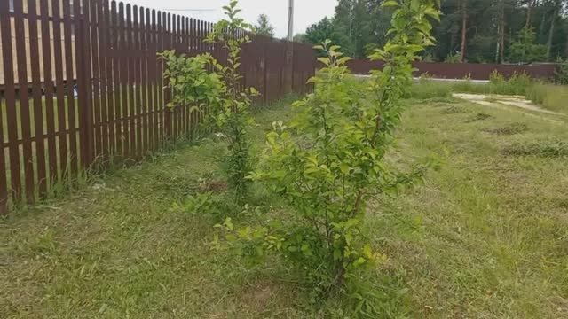Деревенская жизнь , Соседи косят мою траву , СКАНДАЛА НЕ БУДЕТ, съездила В ГОРОД что привезла смотреть онлайн