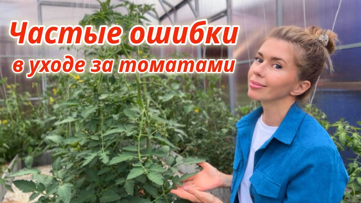 Чем подкормить томаты для хорошего урожая. Как поливать томаты правильно смотреть онлайн