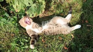 Осенняя погода. Сергей Чекалин