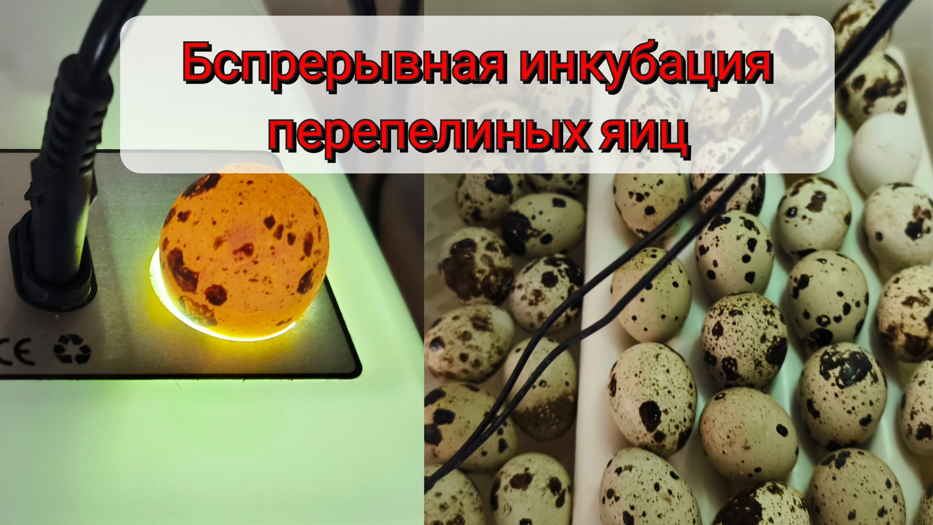 Беспрерывная инкубация перепелиных яиц смотреть онлайн