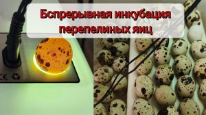 Беспрерывная инкубация перепелиных яиц