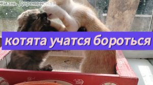 Котята нарабатывают навыки борьбы
