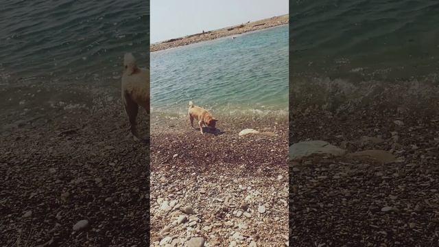 ШАРИК ЛАЗАРЕВСКИЙ. ИГРА В КАМУШКИ НА РЕКЕ. смотреть онлайн