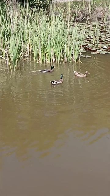 Утка и селезни 🦆 смотреть онлайн