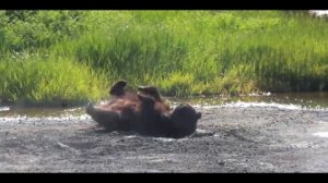 Камчатка. Музыка Сергея Чекалина