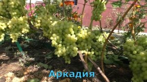 Виноград Беларуси . Лидчина . Сорт винограда -Аркадия ( Настя )