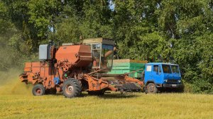 Уборочная-2021. КАЗ-608В "Колхида"+полуприцеп ПС-1305 в работе.