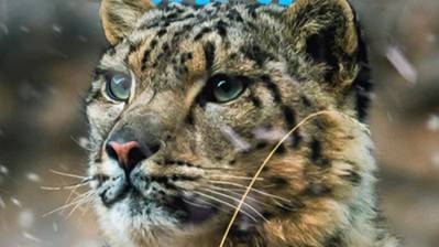 Холодное королевство снежного барса / The Frozen Kingdom of the Snow Leopard | NAT Geo смотреть онлайн